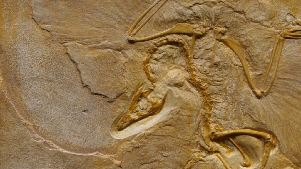 A 5,000-Pound Plaster Jacket Protected the Fossil During Transport