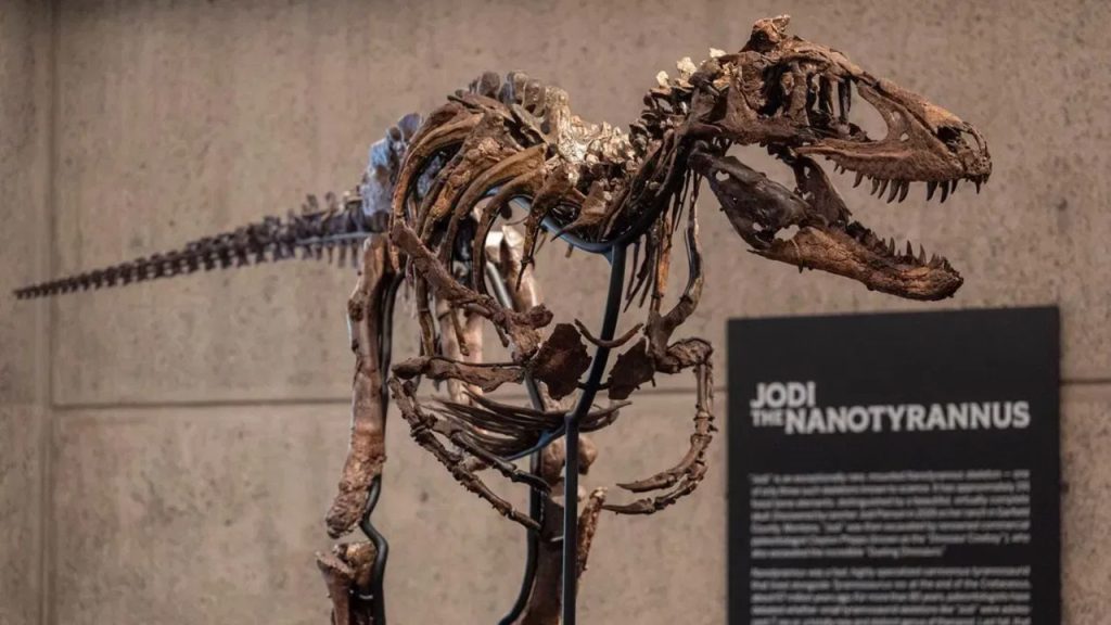 Nanotyrannus Was Smaller, More Slender, and Built Differently From T. Rex