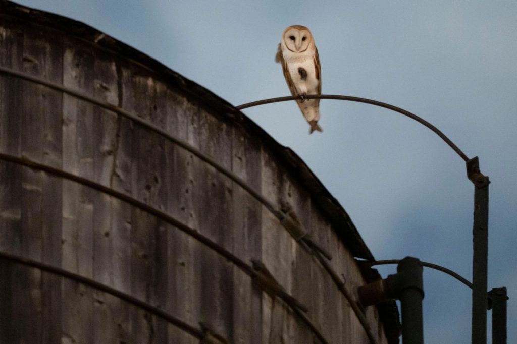 Strange Nighttime Screeches Turned Out to Be Barn Owl Calls