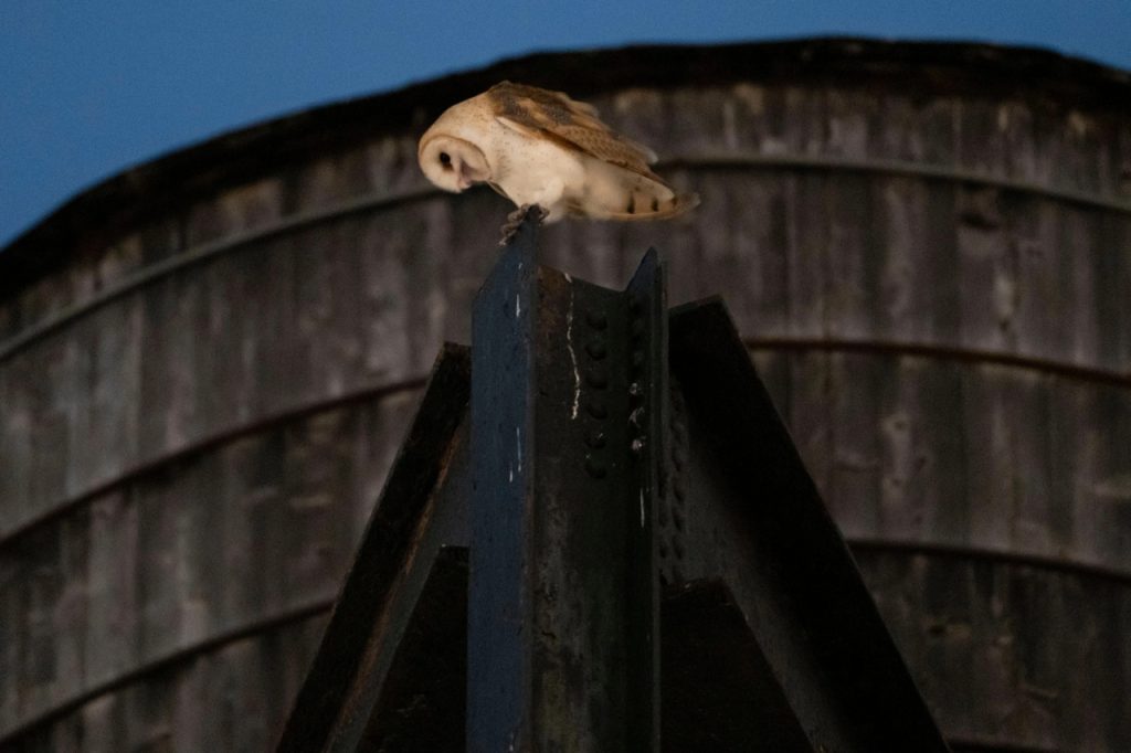 A Barn Owl Family Has Made a Water Tower Its Manhattan Home