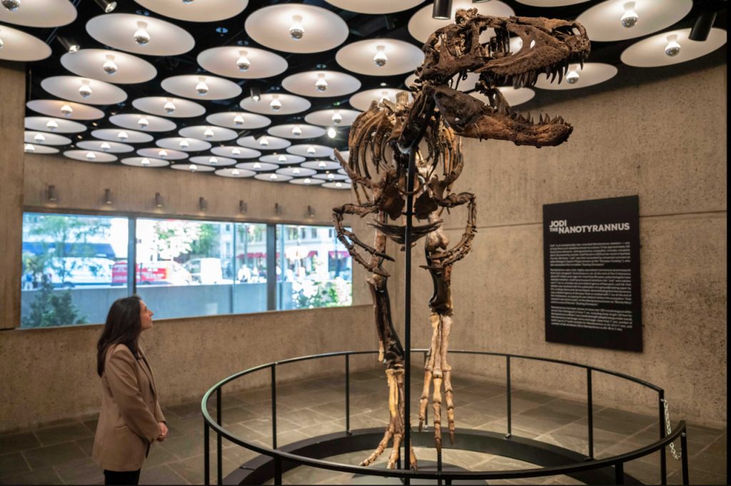 Research Published in 2025 Helped Establish Nanotyrannus as a Distinct Dinosaur