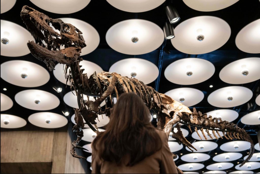 The Dinosaur Fossil Could Sell for Between $6 Million and $9 Million