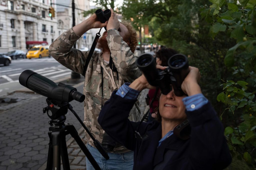 The Owls Have Turned the Upper West Side Into a Birdwatching Destination