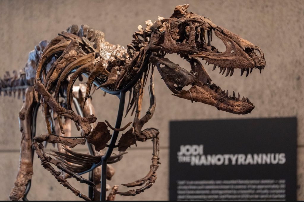 The Auction Has Renewed Debate Over Who Should Own Important Dinosaur Fossils