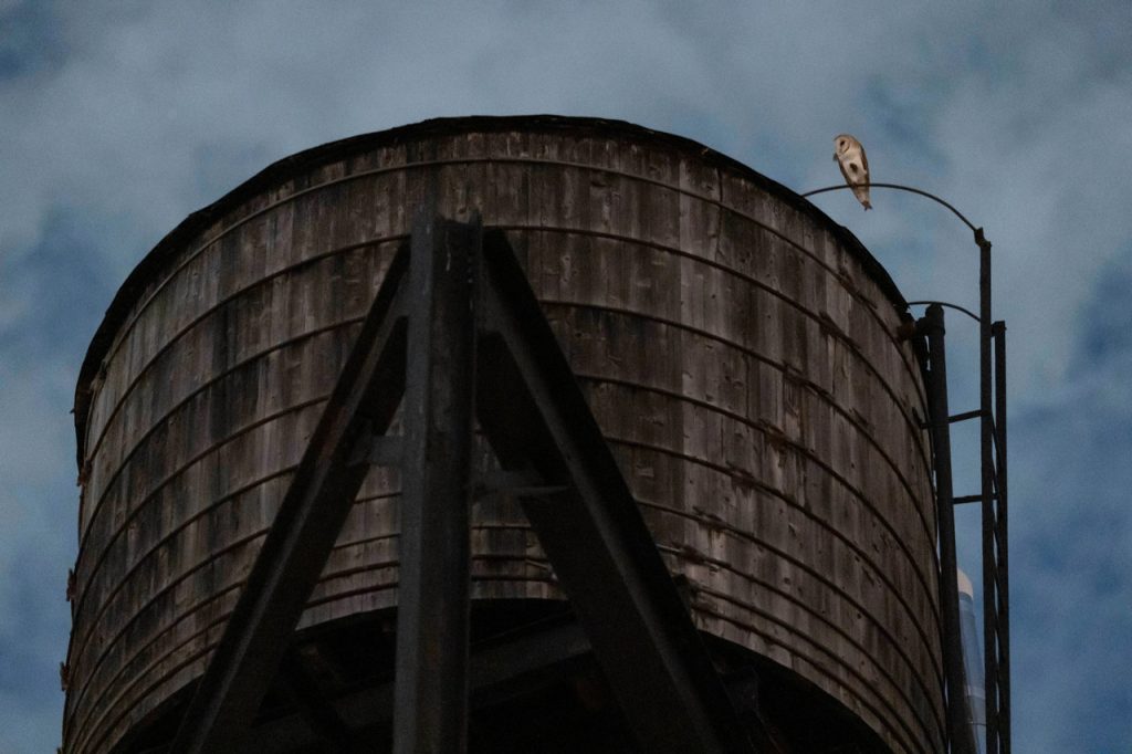 At Least Five Young Owls Have Been Spotted Around the Nest