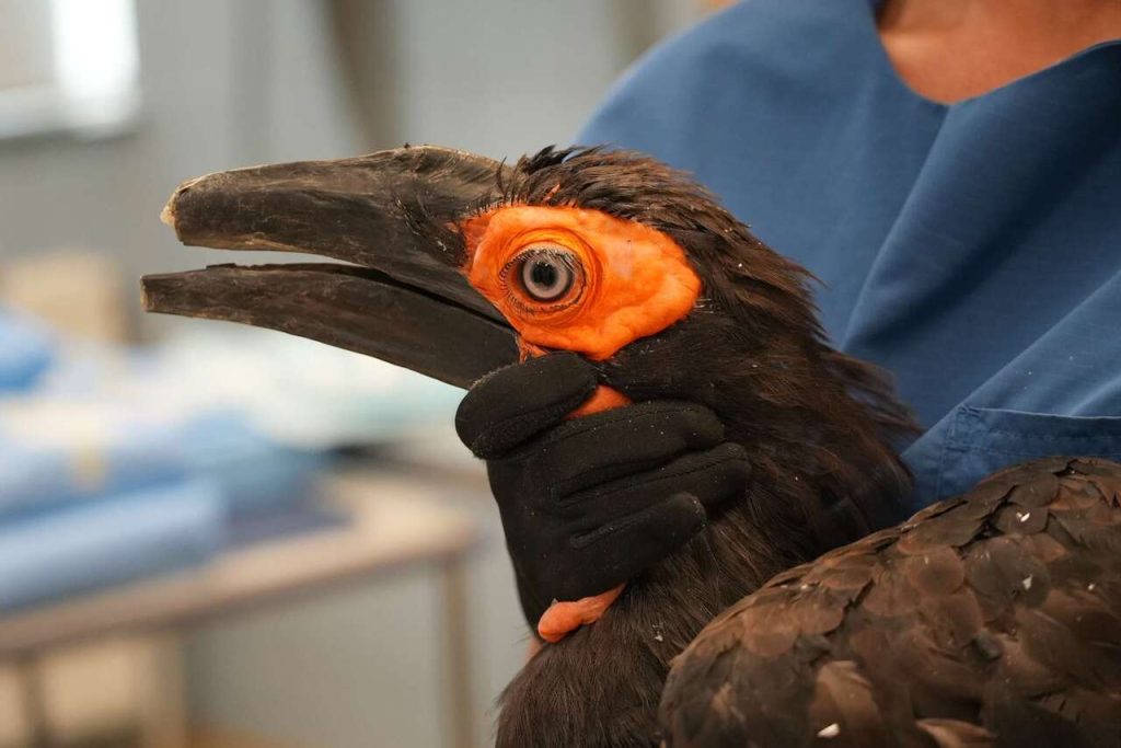Damage to Both Beak Sections Made Eating and Grooming Difficult