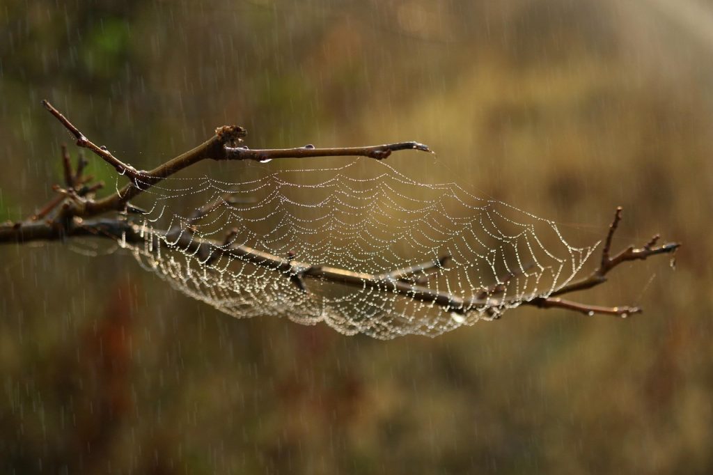 Spider Web Challenge