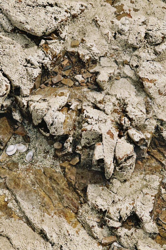 The Rare Fossil Is the First Substantially Complete Skeleton of Its Kind Found in Southern Utah