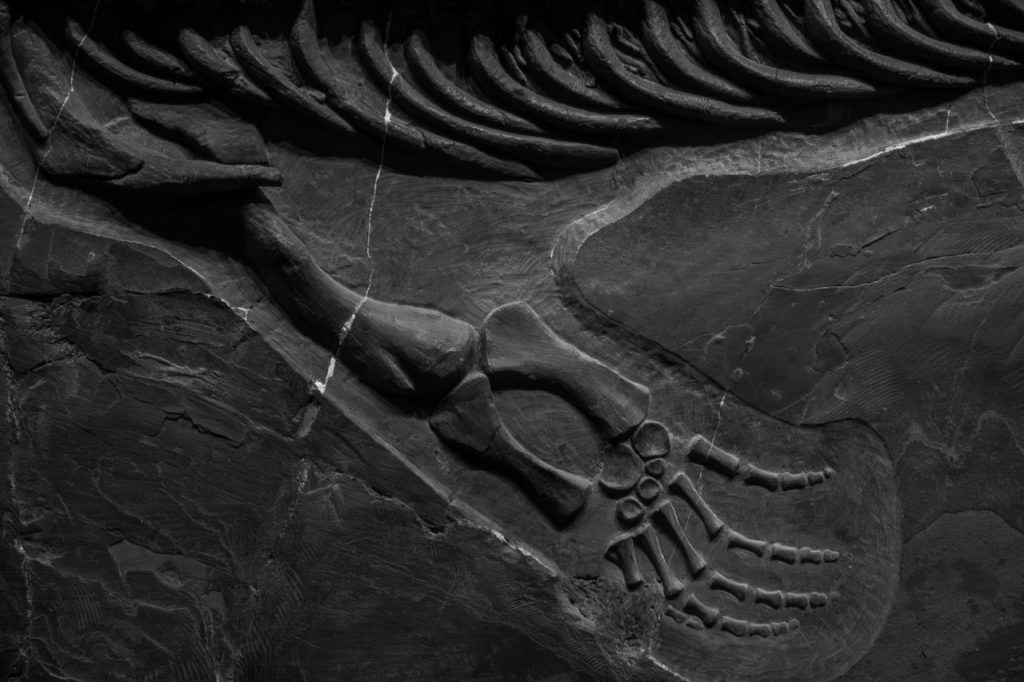 A 75-Million-Year-Old Dinosaur Fossil Is Being Prepared at a Public Museum