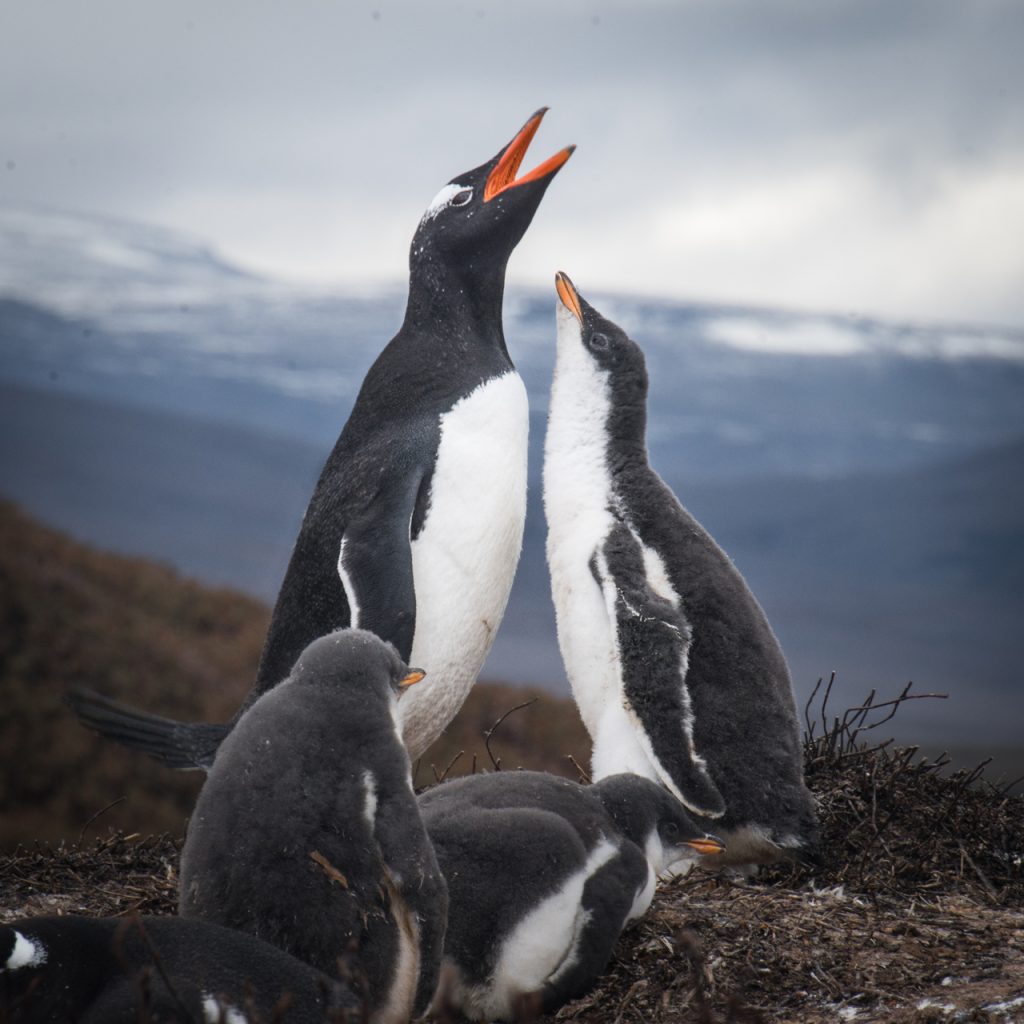 New Penguin Species