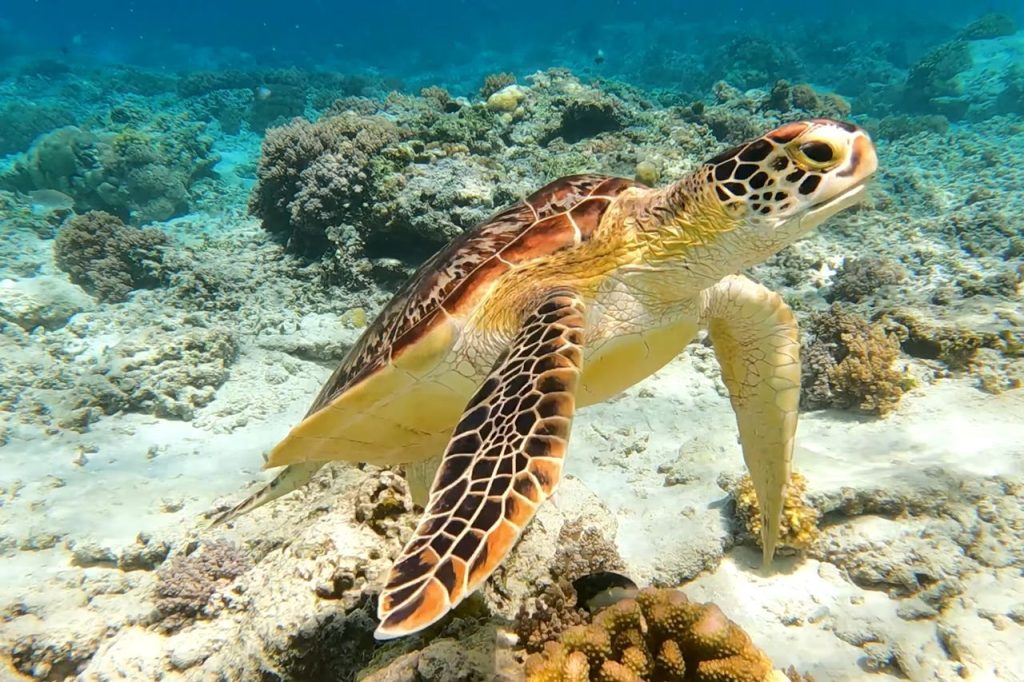 Decades of Conservation Work Have Helped the Loggerhead Population Recover