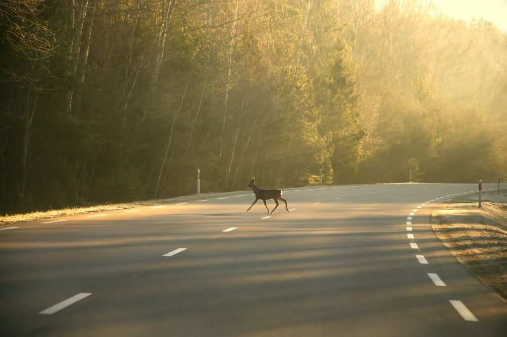 Colorado’s Wildlife Overpass Is the Largest of Its Kind in North America