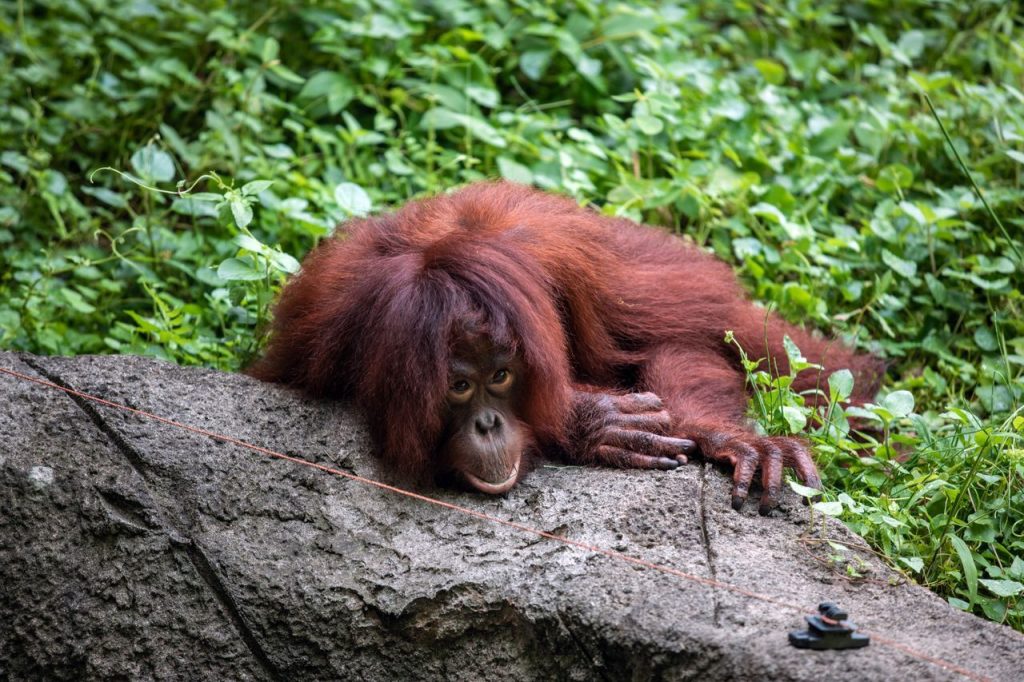 Four of the Six Orangutans Showed a Clear Preference for the Laughter-Linked Option