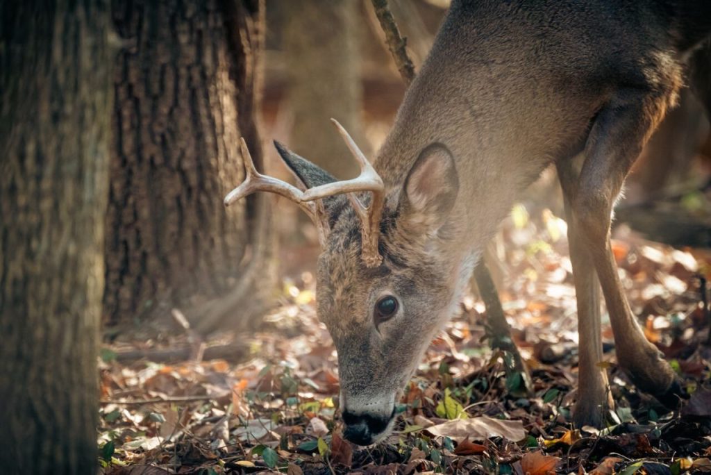Minnesota’s New Chronic Wasting Disease Testing Schedule Begins
