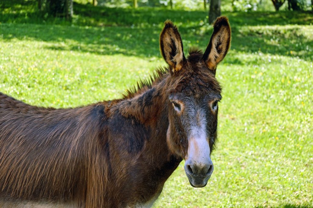 Pack Mules Carry Supplies Through Rugged Terrain