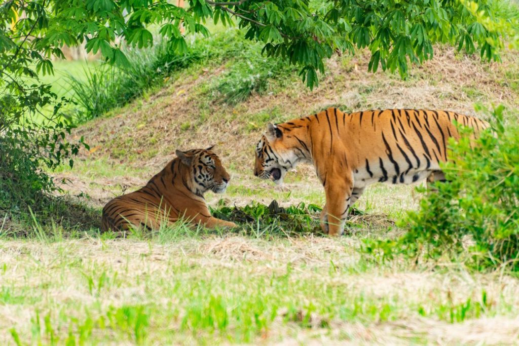A Female Tiger Was Seen Caring for Another Tigress’s Cubs
