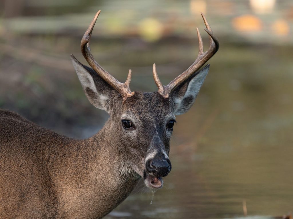 Southern Minnesota Deer Populations Remain Stable or Are Increasing