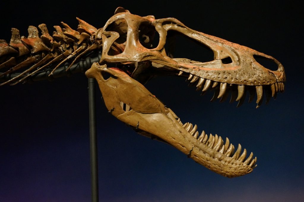 A Rare Nanotyrannus Skeleton Is on Display at Sotheby’s in New York