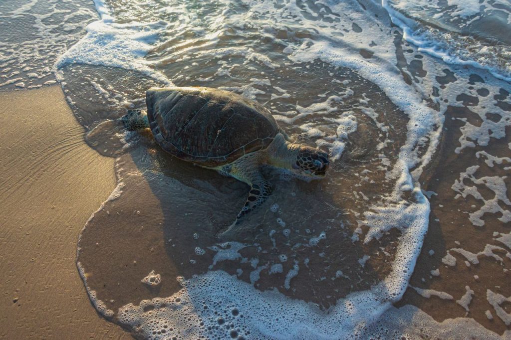 Georgia Recorded 4,292 Loggerhead Sea Turtle Nests in 2026