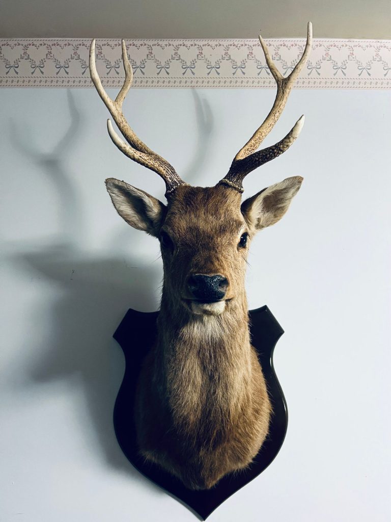 Northwest Minnesota Offers More Opportunities to Harvest Antlerless Deer