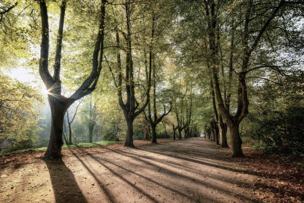 Voters Elect Commissioners to Oversee the City’s Park System