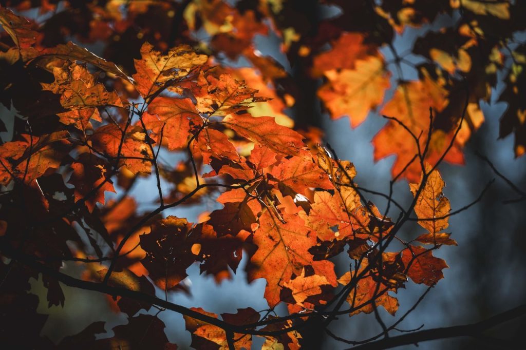 Hayes Lake State Park Offers an Early Taste of Fall