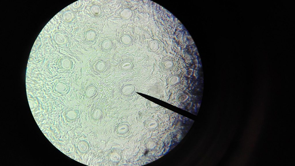 The Crew Tested Stem Cell Production for Future Medical Treatments