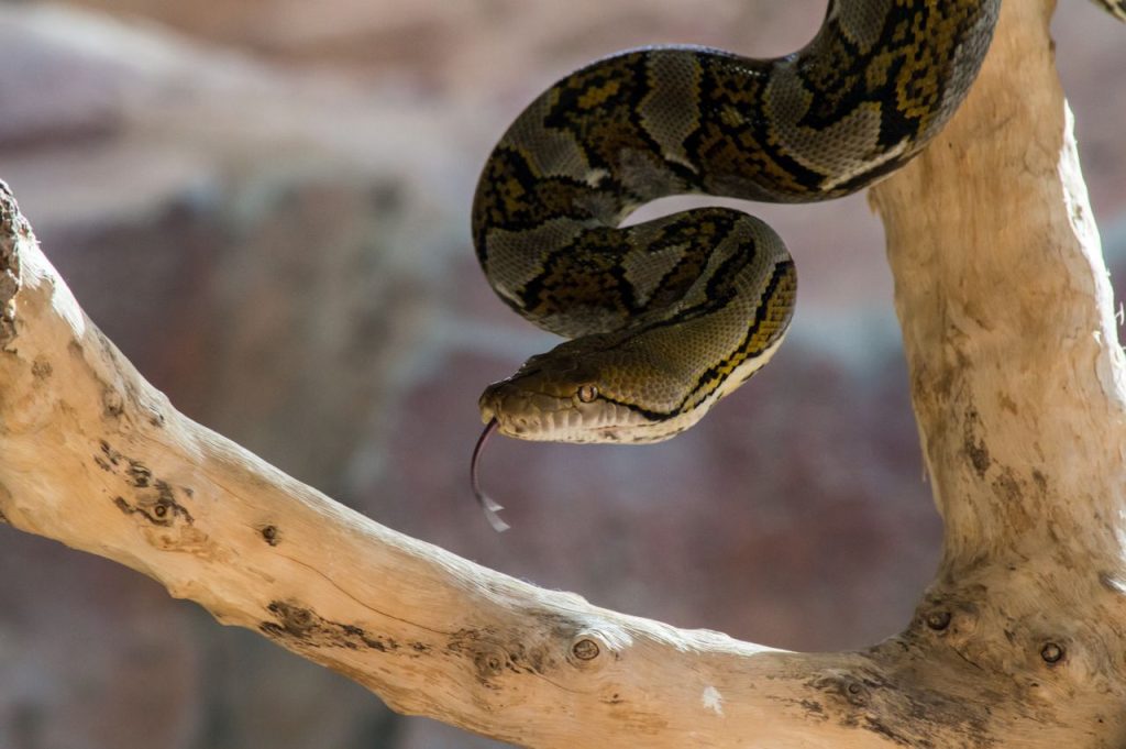 A 16-Foot, 147.9-Pound Burmese Python Is Helping Scientists Test New Tracking Technology