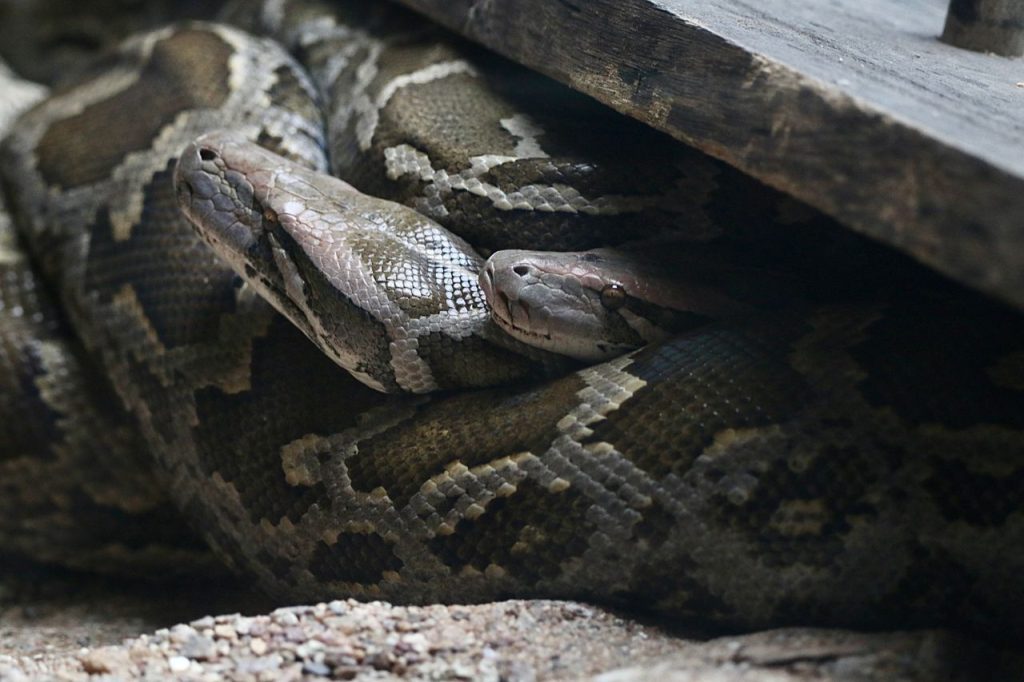 Drones Could Reduce the Time, Labor, and Cost of Tracking Hidden Snakes