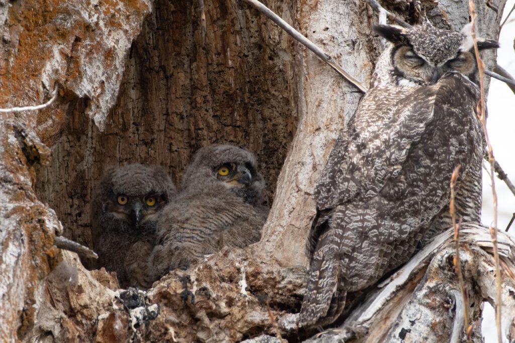 The Black Hills Raptor Center Gave the Owl a Chance to Recover
