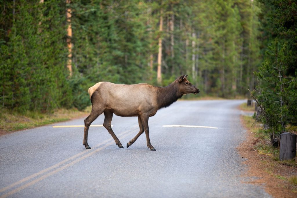 Elk, Pronghorn, Rabbits and Frogs Are Already Using the Bridge