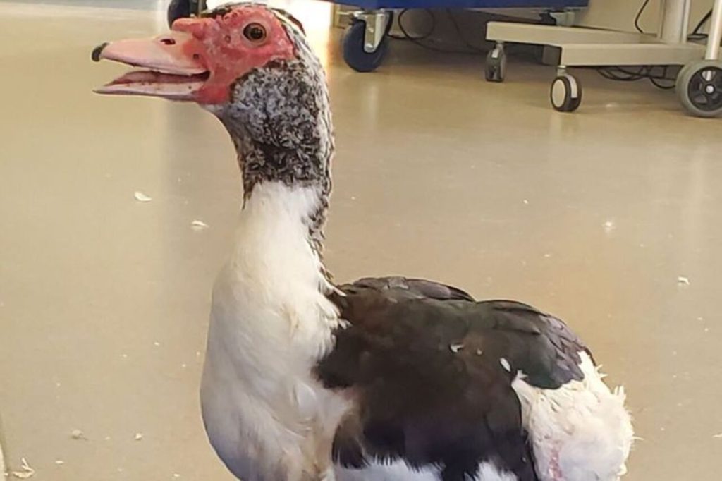 The Sanctuary Will Continue Sharing Updates on Stu’s Recovery