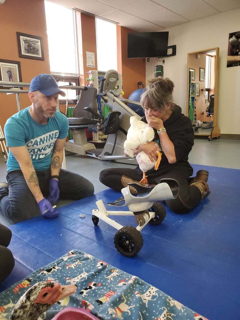 Stu the Duck Is Learning to Walk Again With Two Prosthetic Feet