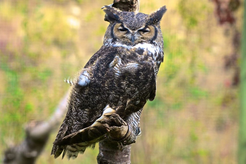A Veterinarian Removed Embedded Wire and Stabilized the Owl