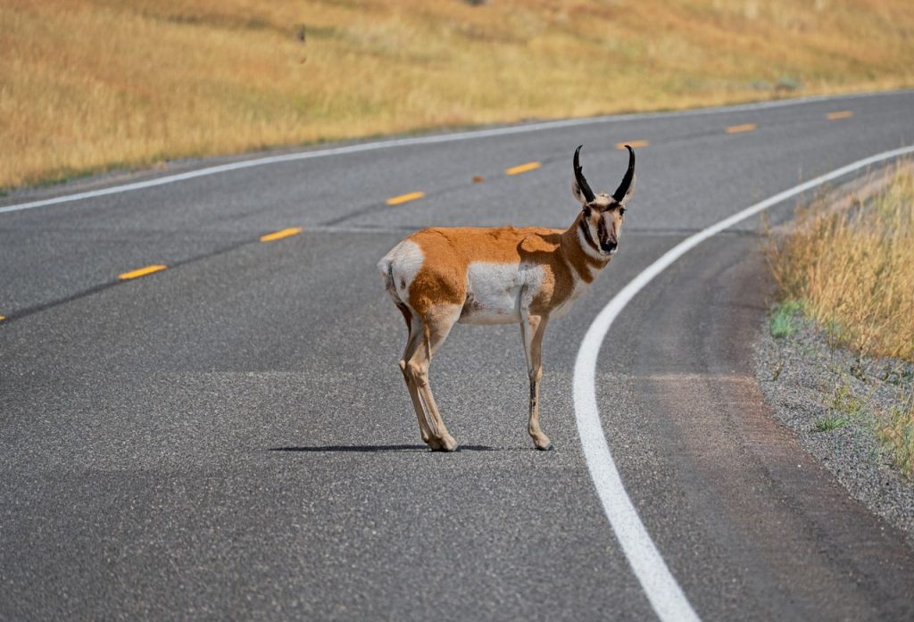 The $15 Million Bridge Connects Fragmented Wildlife Habitats