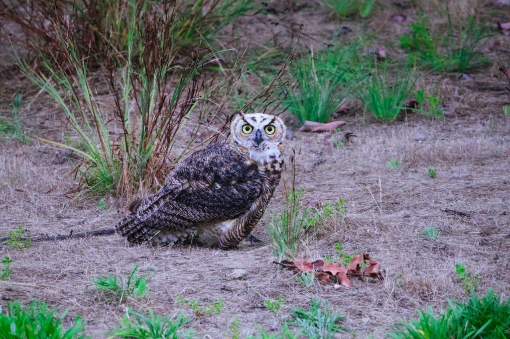 Scott and Sharon Jacobs Found a Great Horned Owl Trapped in Barbed Wire