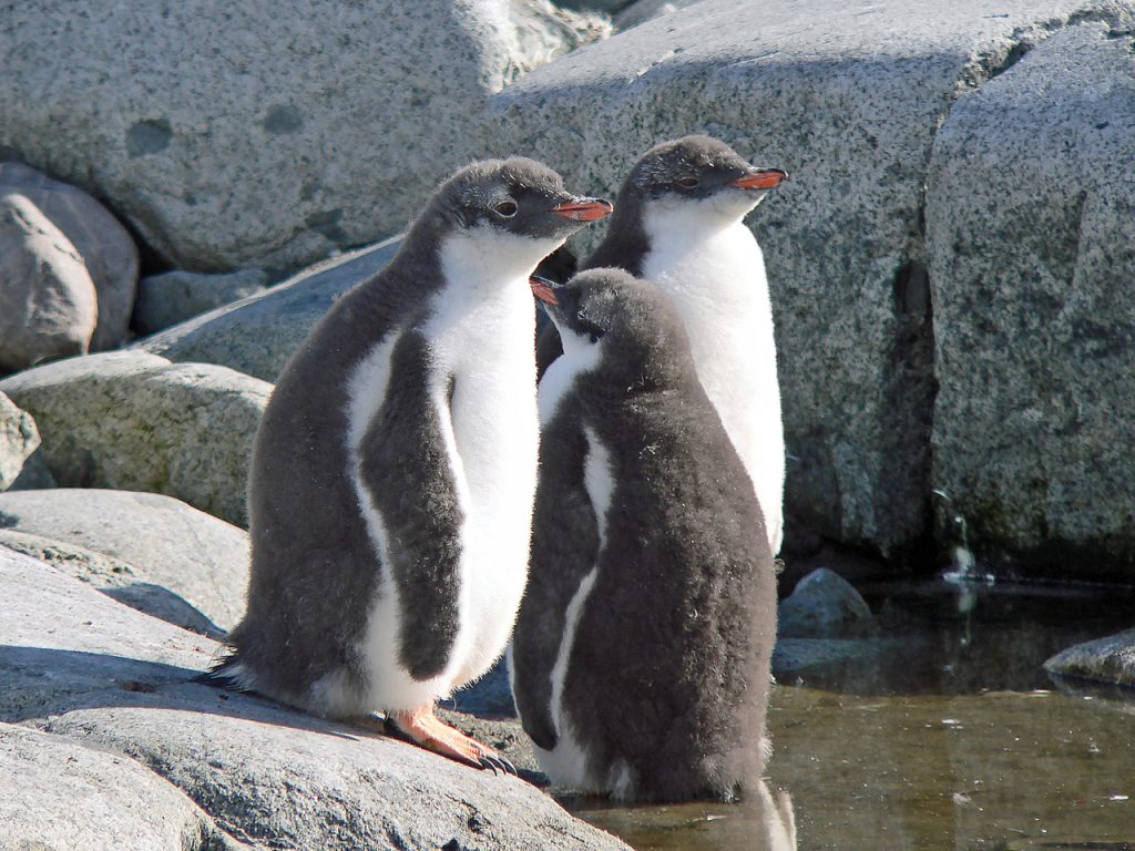 Gentoo Penguin Group