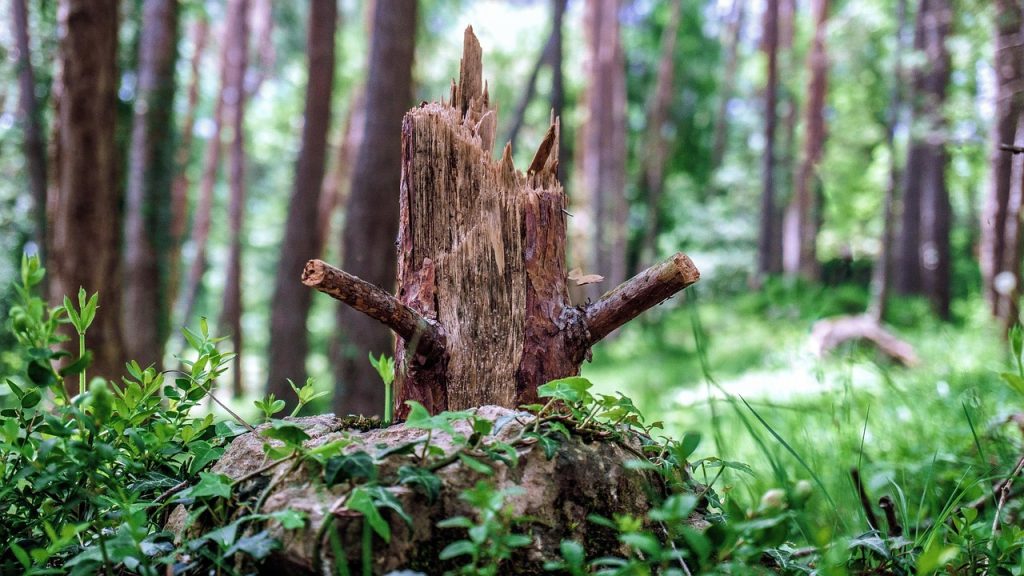 Tree removal