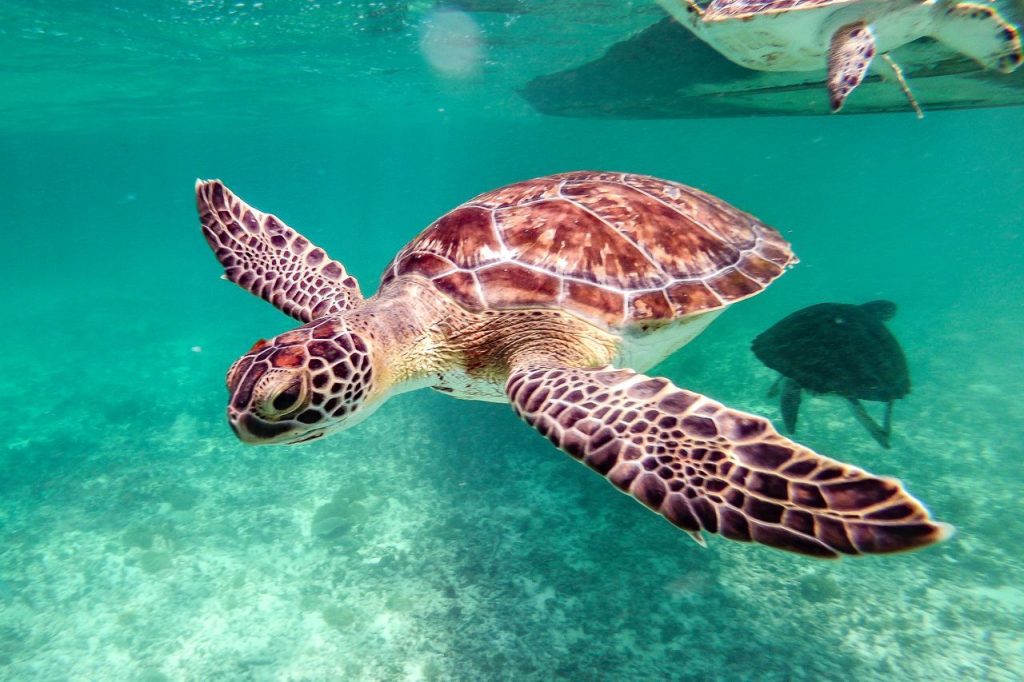 Fishing Regulations and Protected Beaches Help Give Sea Turtles a Better Chance