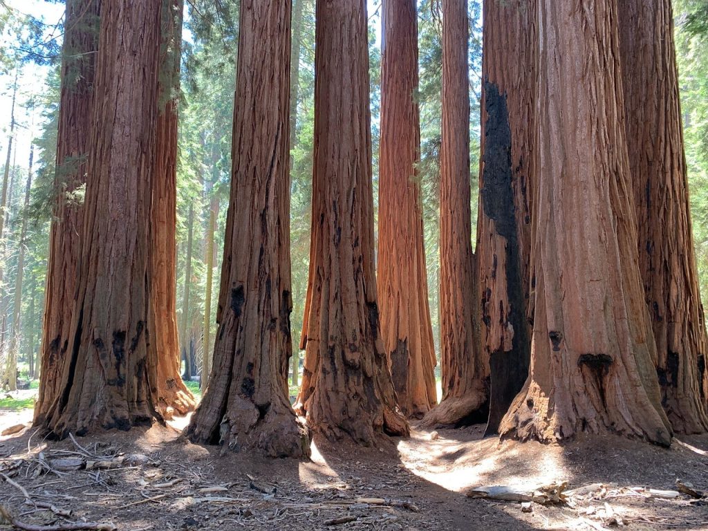 Giant Redwood Tree