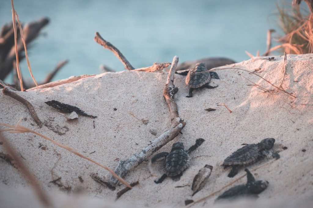 Tybee Island Set Its Own Record With 59 Sea Turtle Nests