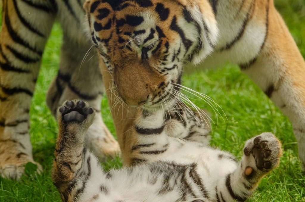 The Footage Highlights the Importance of Protecting Tigers and Nearby Communities