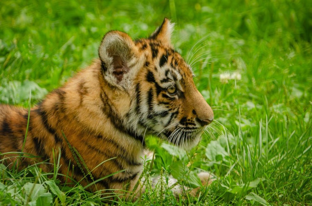 The Father Welcomed His Cubs With an Unusual Head-Bobbing Gesture