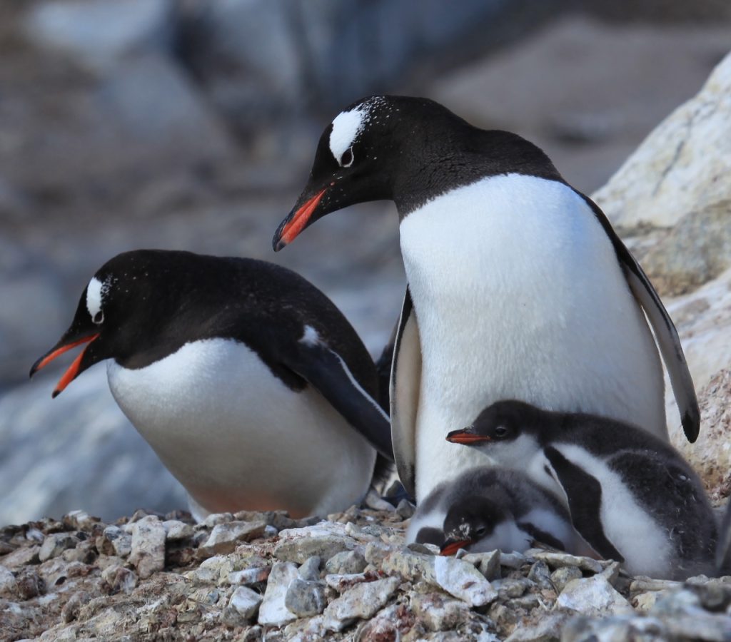 Southeastern Gentoo