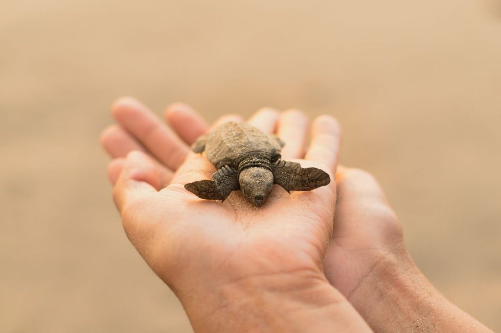 Record Nest Numbers Are Encouraging, but Loggerheads Still Need Protection