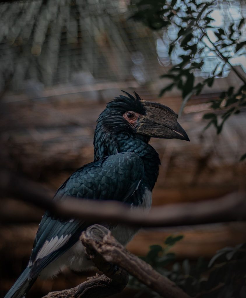 ARTIS Zoo and Utrecht University Joined Forces for the Procedure