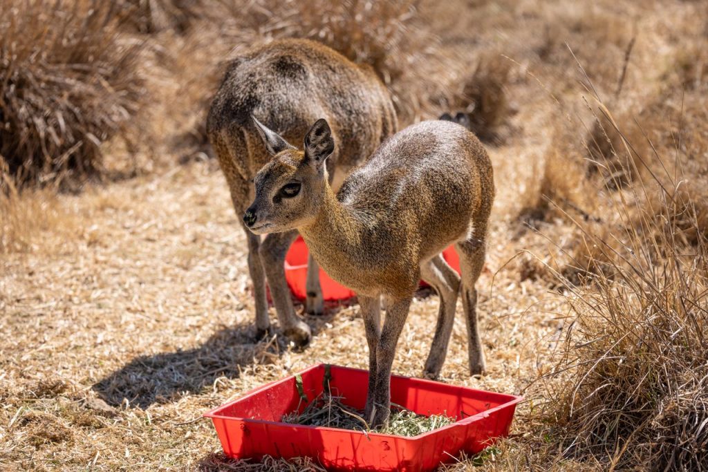 Hubert Has a Name, but Como’s New Female Nyala Calf Is Still Waiting