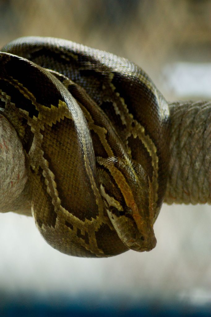 Radio-Tagged Scout Snakes Can Lead Researchers to Other Pythons