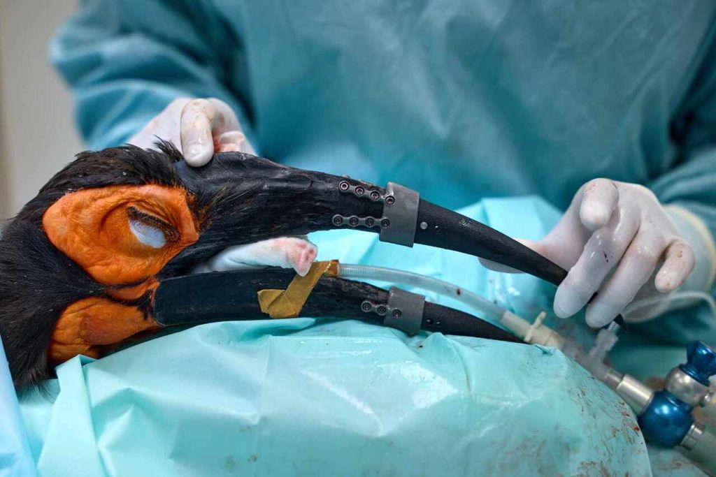 A Southern Ground Hornbill Makes History With Two 3D-Printed Beak Prostheses
