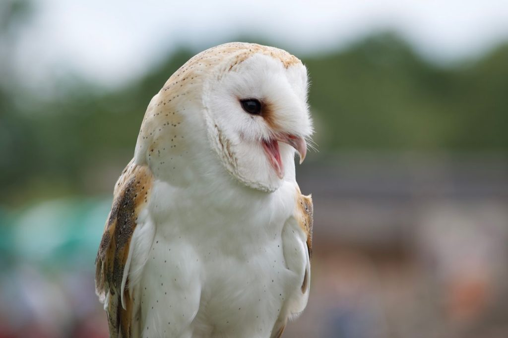 The Family Has Renewed Interest in Manhattan’s Unexpected Wildlife